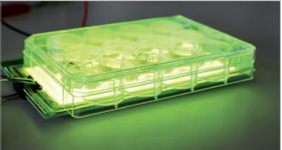 Green OLED during Cytocompatibility studies at Fraunhofer